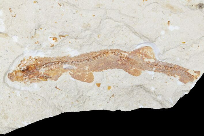 Cretaceous Fossil Shark - Hakel, Lebanon #173368